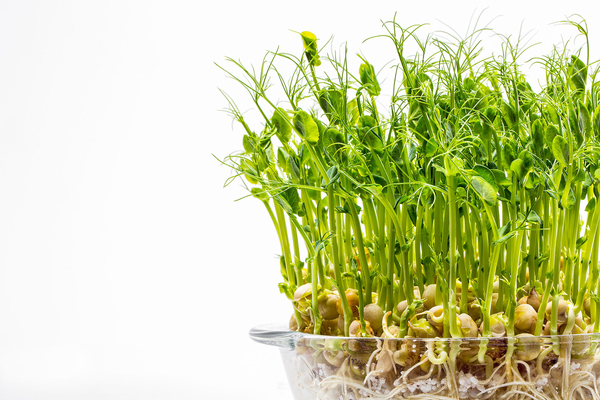 Sprouts of microgreen peas in glass, transparent dishes for growing, mirrored, white background.